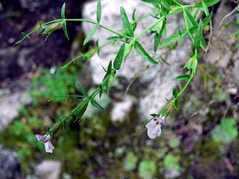 Stachys glutinosa